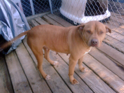 test dog
