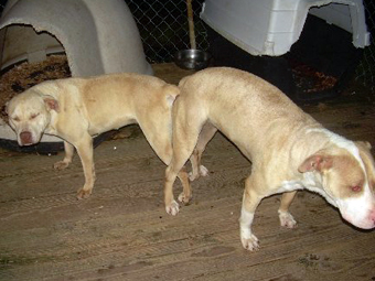 test dog