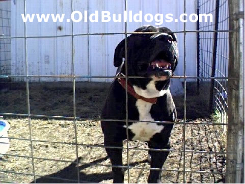 Bulldog
