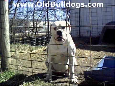 Bulldog