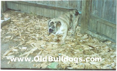 Bulldog