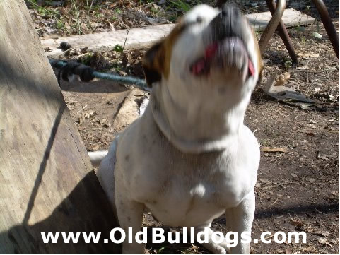 Bulldog