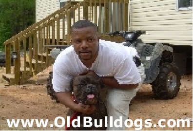 Bulldog