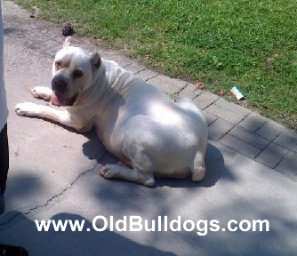 Bulldog