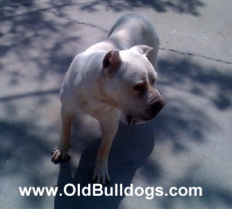 Bulldog