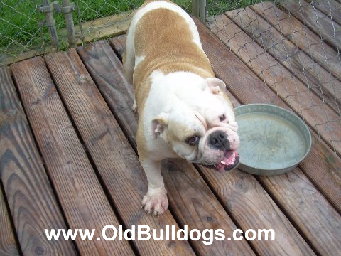 Bulldog