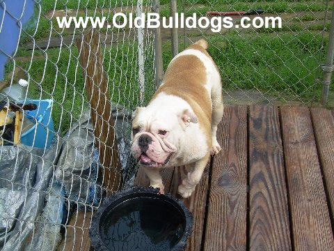 Bulldog