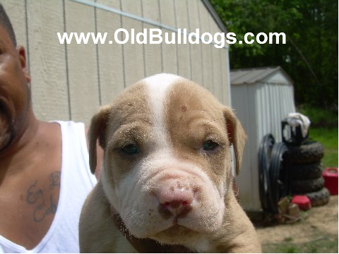 Bulldog