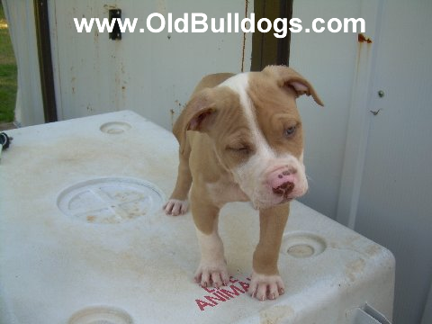 Bulldog
