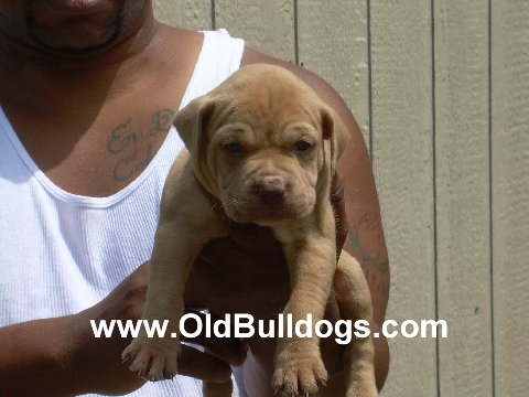 Bulldog