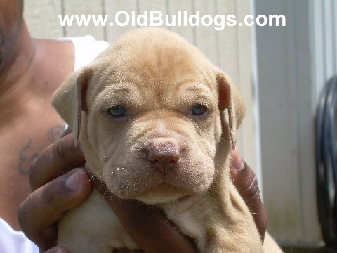 Bulldog