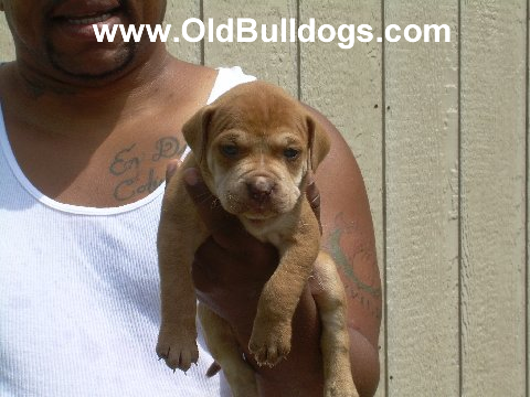Bulldog