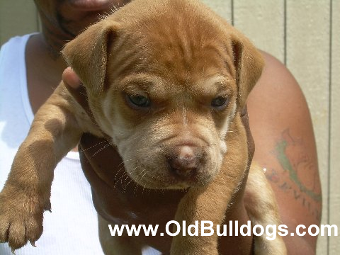 Bulldog