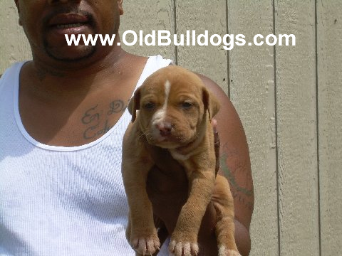 Bulldog
