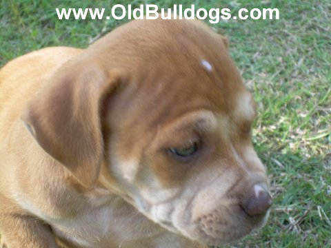 Bulldog