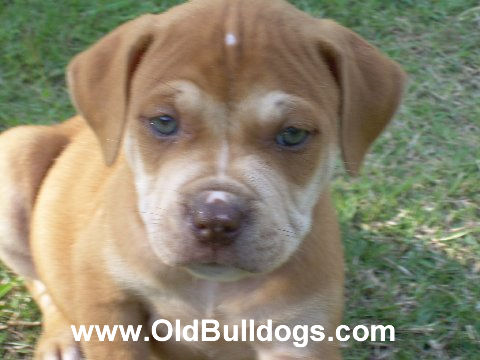 Bulldog
