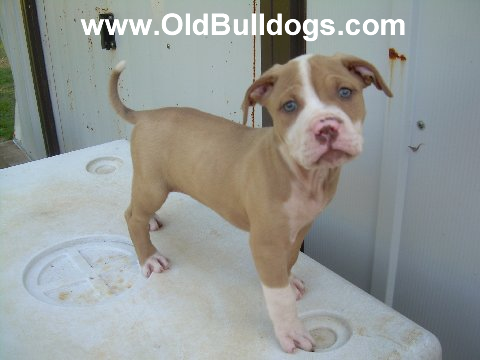 Bulldog