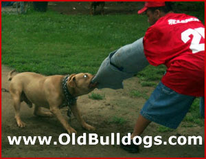 AMERICAN BULLDOG