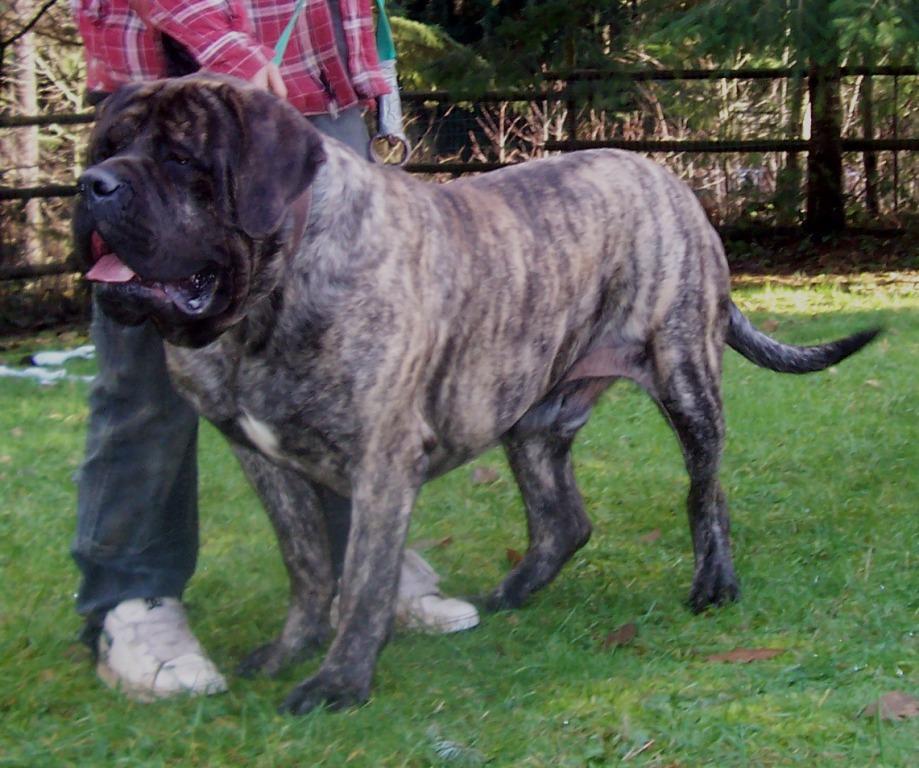 English Mastiffs - Old Bulldogs