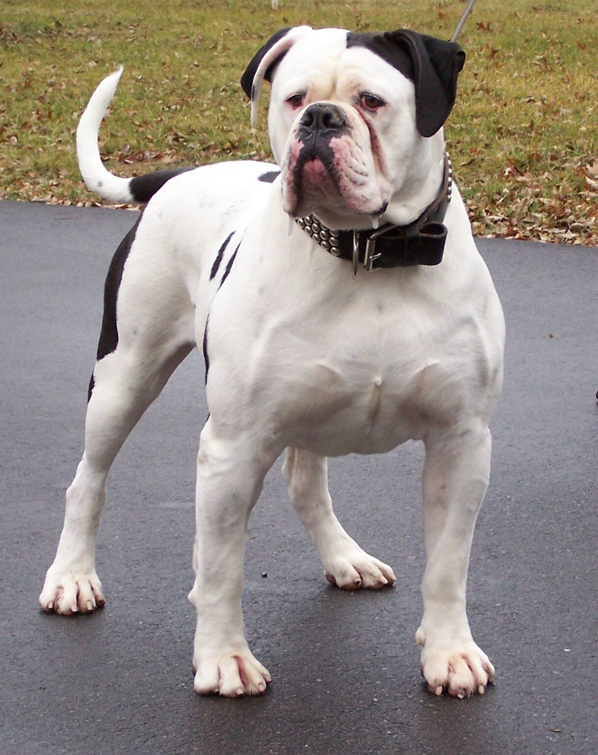 pure white american bulldog