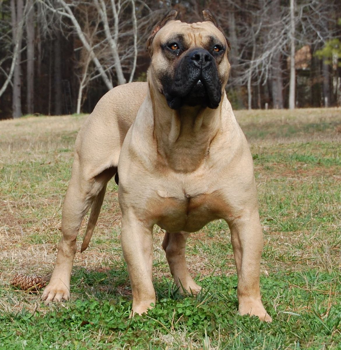 boerboel bulldog