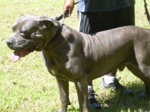 cane corso bulldog mix