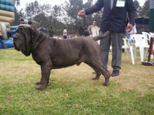 Neapolitan Mastiffs Old Bulldogs