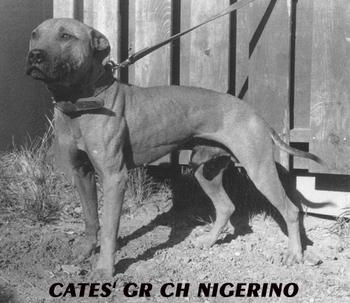 american pitbull terrier bloodline
