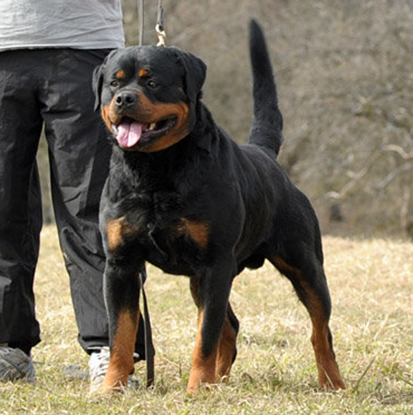 big male rottweiler