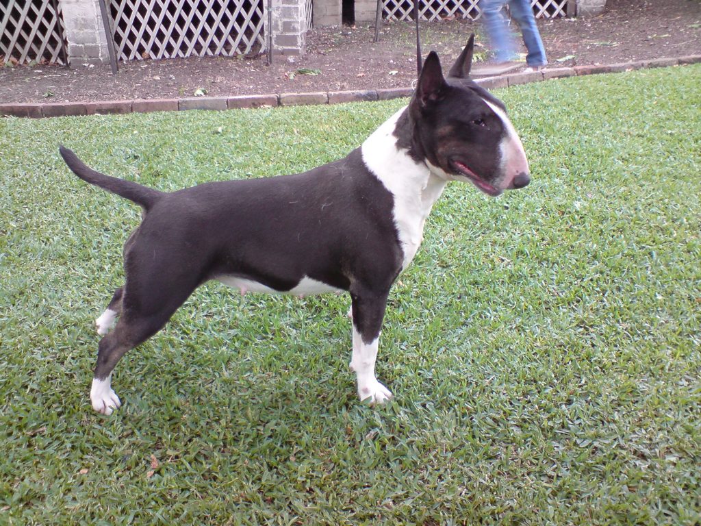 best toys for bull terriers