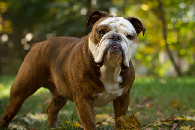 dog toys for english bulldogs