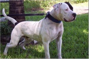 scott american bulldog temperament