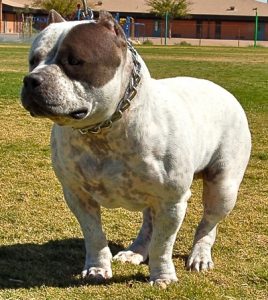 AmericanBully