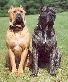 Australian-Bandogs