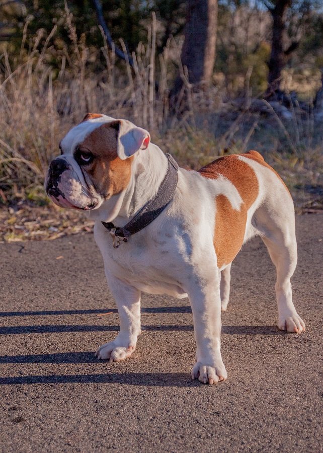 Australian Bulldogs