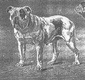bulldoghistory1